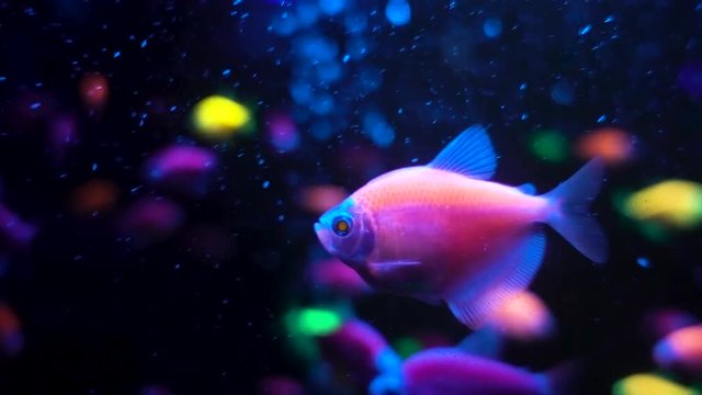 Glofish tetrnectia genetically modified fish