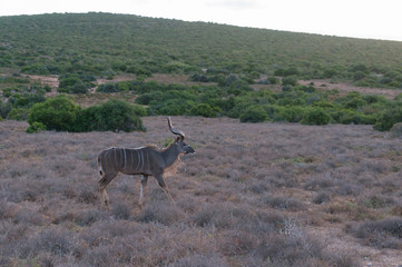 Naklejka na ściany i meble Male kudu antelope with spiral horns walking in the wild