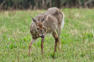 White-tailed deer
