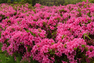 Azalea wet in the rain 雨で濡れたつつじ
