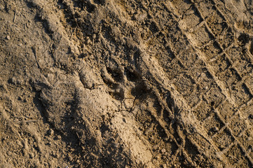 Animal footprint on the mud. Selective focus.