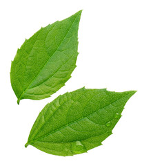 Jasmine leaves isolated on white background