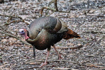 Turkey in profile