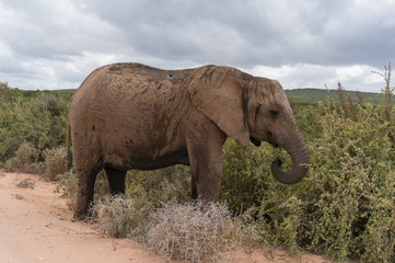 Fototapeta premium Magnificent African elephant female eating acacia trees
