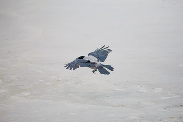 Fliegender Vogel schwarz weiß am Strand Sand
