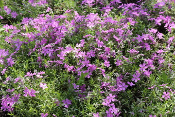 Obraz premium Purple flowers bloom in spring in gardens and forests