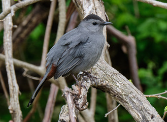 Gray catbird