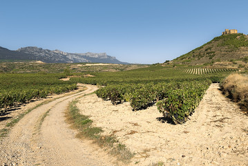 Vineyard with Davaillo castle as background, La Rioja, Spain