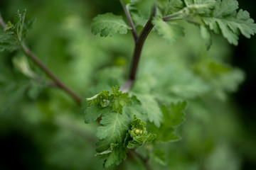 Mutterkraut, aromatische Heilpflanze, beruhigend und verdauungsfördernd