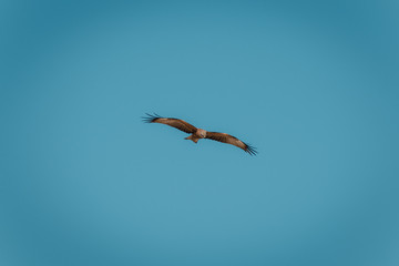 Fototapeta premium Red Kite Eagle in blue sky.