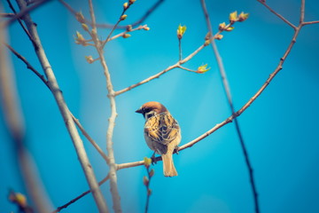 Bird Sparrow sitting on a branch.