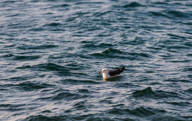 Obraz premium Seagull floating on sea. Selective focus. Shallow depth of field.