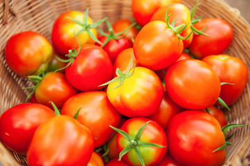 Ripe and fresh organic tomatoes in wicker basket.