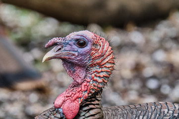 Turkey in profile