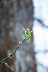 Spring awakening. Buds bloom
