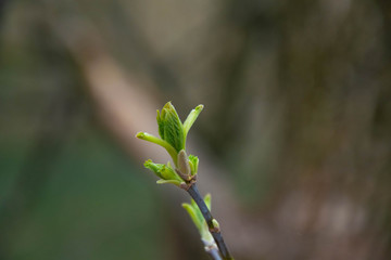 Spring awakening. Buds bloom