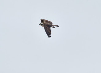 Osprey in flight