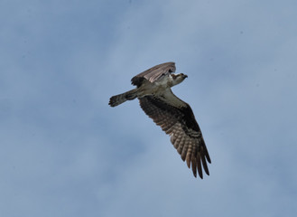 Osprey in flight