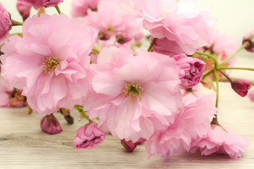 Fototapeta na wymiar Japanische Kirschblüten mit schwachen Hintergrund