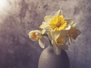 Five daffodils are in a vase on a gray stone background. Image suitable for backgrounds to birthday greeting card, International Women's Day, Mother's Day, Easter
