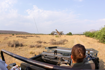 game ranger on safari showing guests wildlife in Africa with a giraffe  © ca