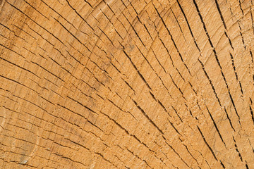 Fototapeta premium Beautiful old wood pattern. European beech (Fagus sylvatica).