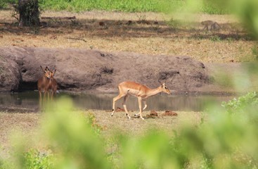 des impalas près d'un point d'eau en Afrique du Sud