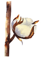 Cotton branches and buds. watercolor hand drawn elements on white background