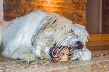 Cute sweet furry dog eating a bone, lying on a wooden parquet floor
