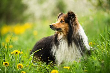 Sheltie dog in a spring flower meadow