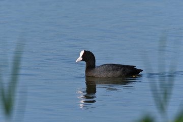 Coot bird floating on water pond portrait