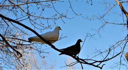 Couple of pigeons on a branch - black and white