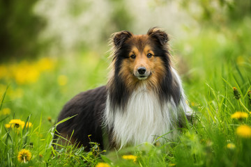 Sheltie dog in a spring flower meadow