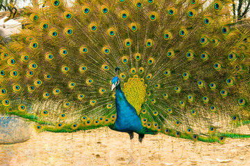 Obraz premium closeup of dancing peacock showing its beautiful feathers,front view.