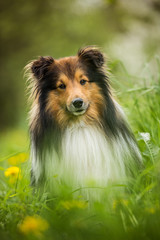 Sheltie dog in a spring flower meadow