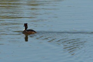 coot swims over the surface of a pond and hunts for food