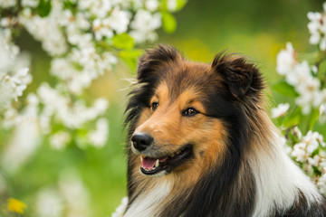 Sheltie dog in a spring flower meadow