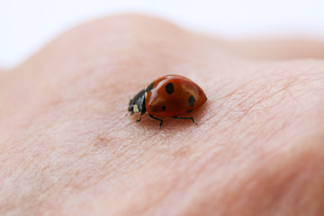 Ladybug insect crawling on person&rsquo;s hand. Macro close up image.