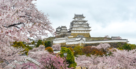 Ancient Himeji Castle with cherry blossom
