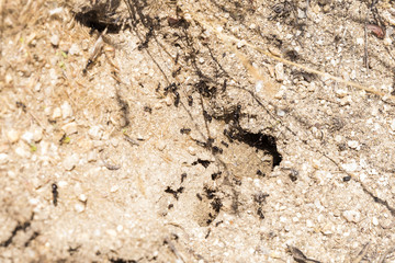 black ants working at the entrance of their anthill to get food