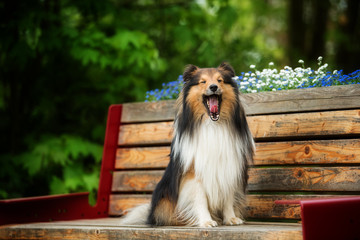 Sheltie dog sitting on a park bench