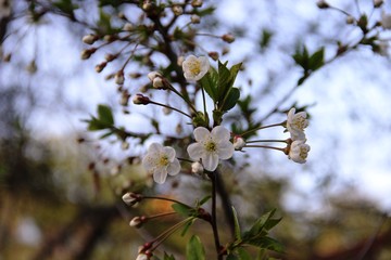 one branch of white cherry blossoms against a blue sky in spring, close-up.