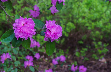 The first spring flowers of lilac rhododendrons. Early spring.