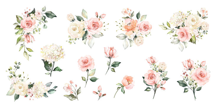 Set watercolor arrangements with roses. collection garden pink flowers, leaves, branches, Botanic illustration isolated on white background. © lisima