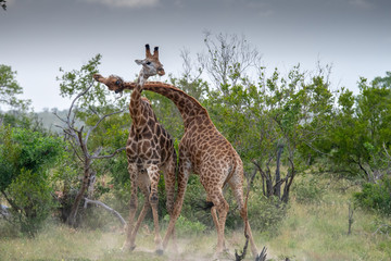 Southern giraffe  (Giraffe giraffe) fighting in the Timbavati reserve, South Africa