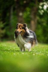 Running sheltie dog in a meadow