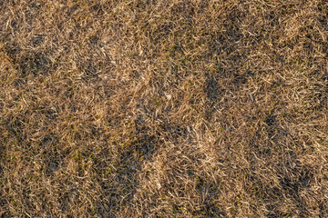 Texture of dried yellow grass. Hay