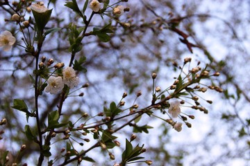 Cherry blossoming in spring close-up and blue sky blur