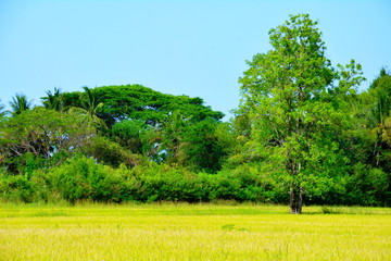 tree in a field