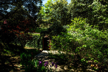 scens in a garden full of vegetation